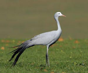 Blue Crane